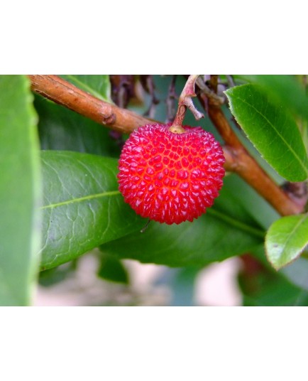 Arbutus unedo ' Compacta'