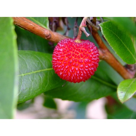 Arbutus unedo ' Compacta'