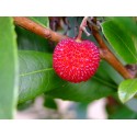 Arbutus unedo ' Compacta'