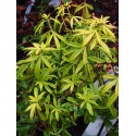 Choisya ternata 'Goldfinger' ®- Oranger du Mexique