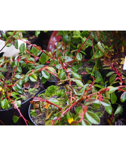 Cotoneaster dammeri 'Miranda'