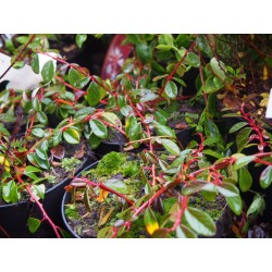 Cotoneaster dammeri 'Miranda'
