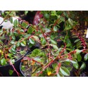 Cotoneaster dammeri 'Miranda'