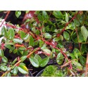 Cotoneaster dammeri 'Miranda'