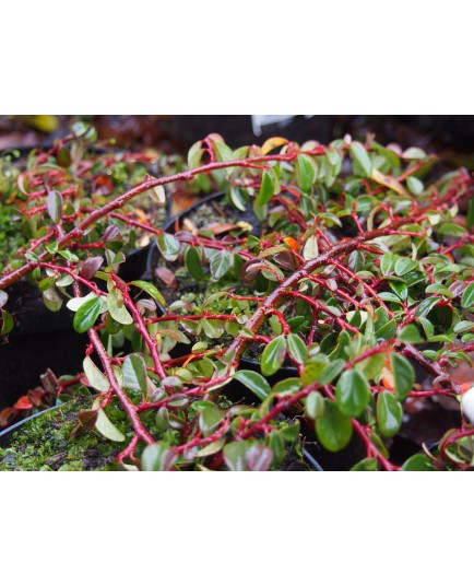 Cotoneaster dammeri 'Mooncreeper'