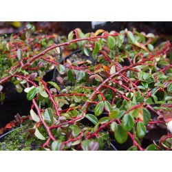 Cotoneaster dammeri 'Mooncreeper'