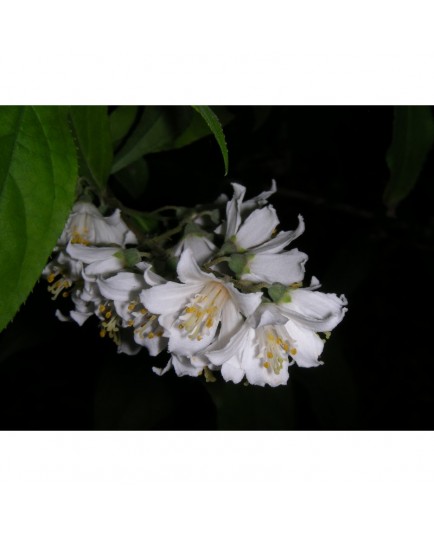 Deutzia hypoglauca