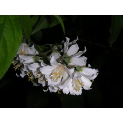 Deutzia hypoglauca