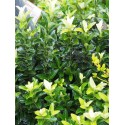 Euonymus japonicus 'Paloma Blanca'