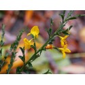 Genista pilosa 'Lemon Spreader'