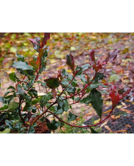 Photinia fraseri 'Corallina' ®