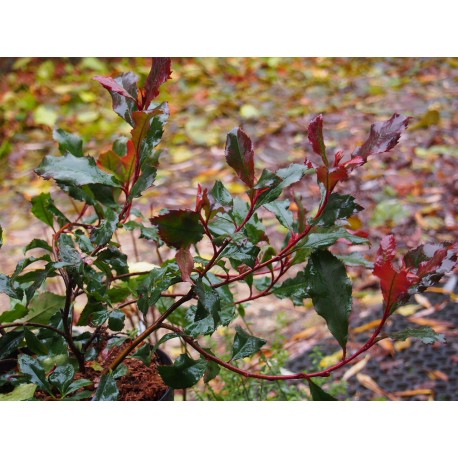 Photinia fraseri 'Corallina' ®