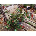 Photinia fraseri 'Corallina' ®