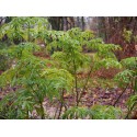 Sambucus nigra 'Golden Tower' ®