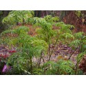 Sambucus nigra 'Golden Tower' ®