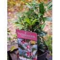 Sarcococca 'Winter Gem'