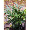 Sarcococca 'Winter Gem'