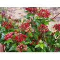 Viburnum tinus 'Lady Bird'