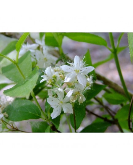 Deutzia lemoinei x