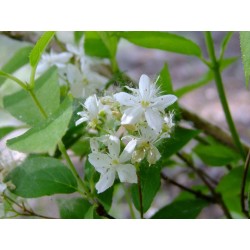 Deutzia lemoinei x