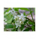 Deutzia lemoinei x