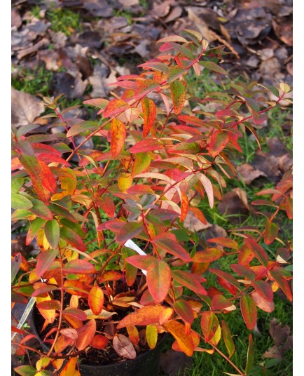 Hypericum dummeri x 'Peter Dummer' - millepertuis