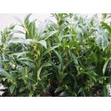 Sarcoccoca hookeriana humilis 'Fragrant Valley' ®