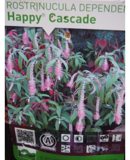 Rostrinucula dependens 'Happy Cascade' ®