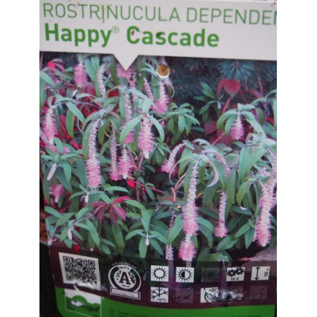Rostrinucula dependens 'Happy Cascade' ®