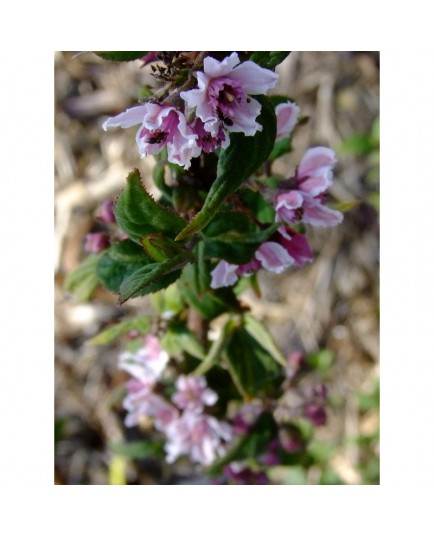 Deutzia calycosa