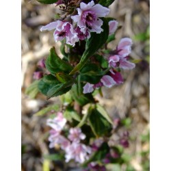 Deutzia calycosa