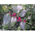 Sarcococca ruscifolia