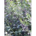 Sarcococca hookeriana