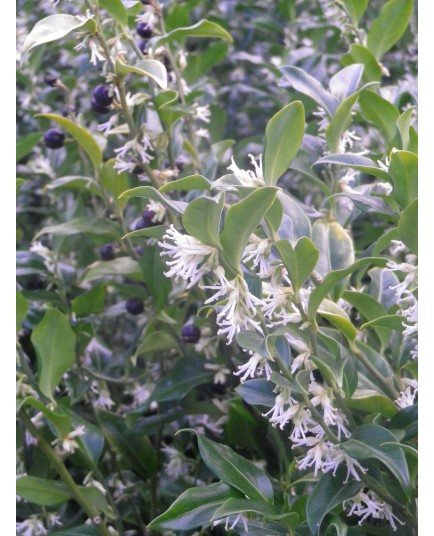 Sarcococca hookeriana