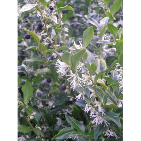 Sarcococca hookeriana