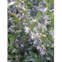 Sarcococca hookeriana