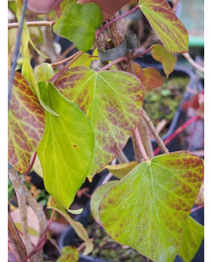 Hedera colchica