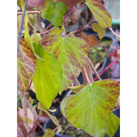 Hedera colchica