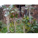 Garrya elliptica