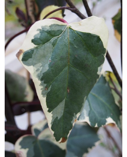 Hedera algeriensis 'Gloire de Marengo'