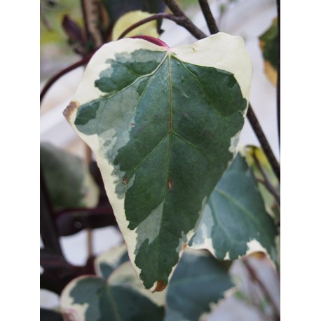 Hedera algeriensis 'Gloire de Marengo'