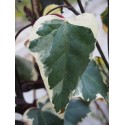 Hedera algeriensis 'Gloire de Marengo'