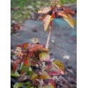 Hedera helix 'Arbori Compact' - lierre arborescent