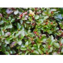 Ilex meservae x 'Little Rascal' - Houx nain