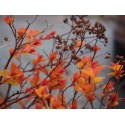 Spiraea japonica 'Magic Carpet' - Spirée du japon à feuilles rouges