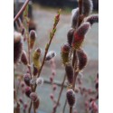 Salix chaenomeloides 'Mount Aso' -Saule à chaton géant