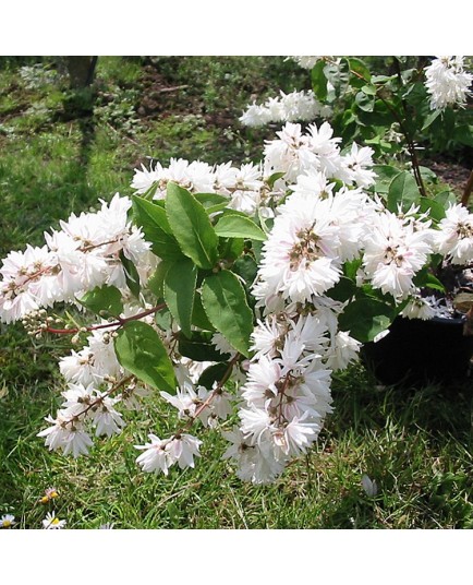 Deutzia magnifica x