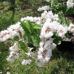 Deutzia magnifica x