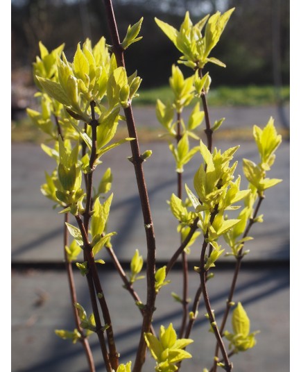 Philadelphus coronarius 'Aureus' - Seringat doré