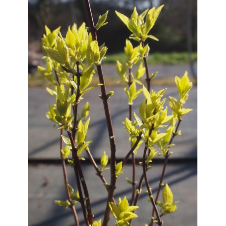 Philadelphus coronarius 'Aureus' - Seringat doré